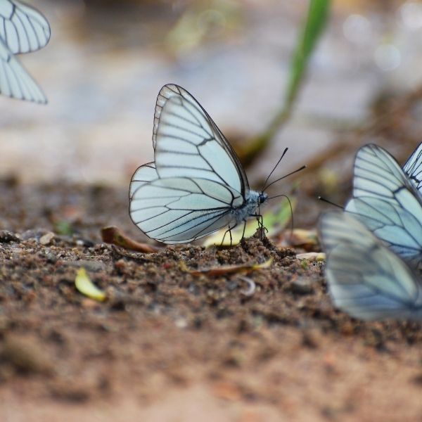 Blue Butterflies can mean the you need a change in your life - Savvy Business Support provides busy complimentary health practitioners, spiritual entrepreneurs and business owner with common sense business solutions